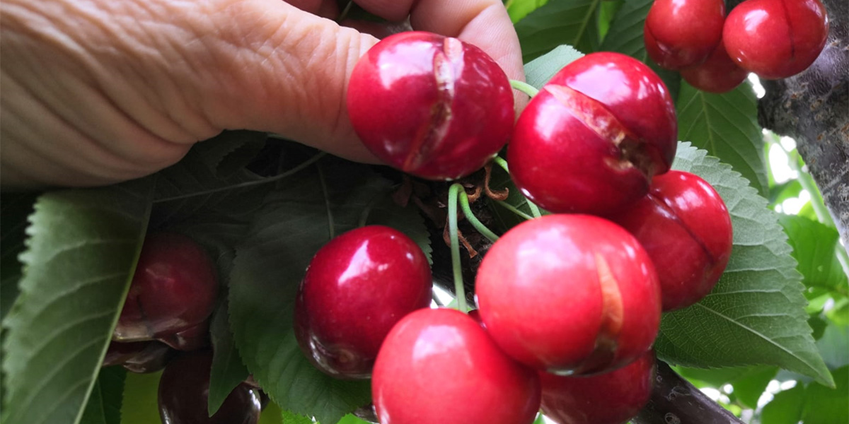 Ciliegie, in Veneto varietà precoci spaccate dalle piogge